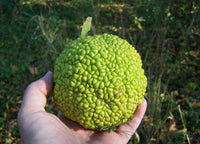 Step-by-step Osage Orange tree planting guide
