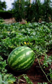 Step-by-step planting guide for green watermelon seeds