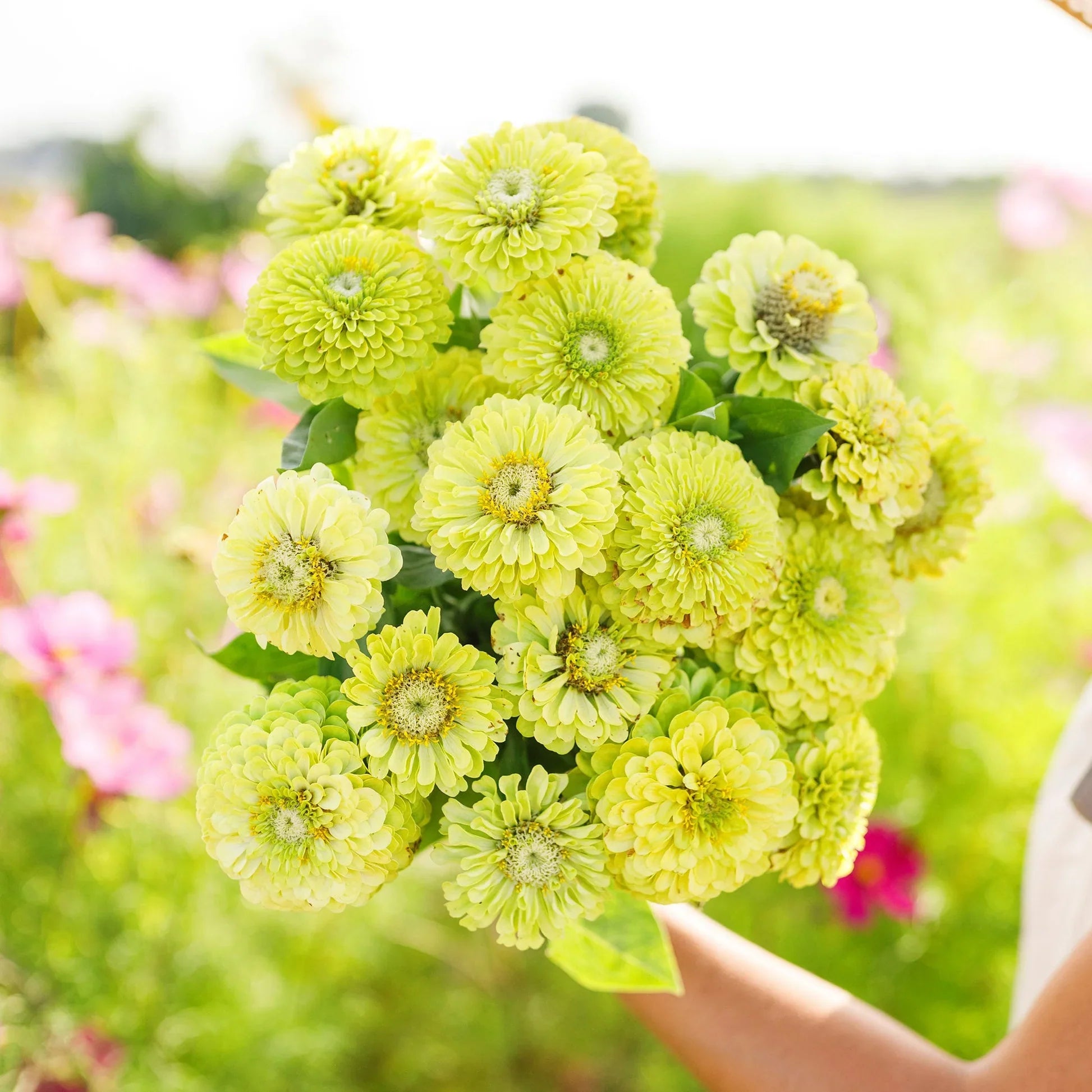 Green Zinnia Flowers Blooming in Landscape