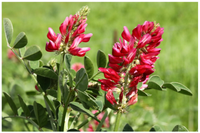 Silla Flower seeds for Planting Cut Flower Favorite Heirloom & GMO Free Seeds for Home Garden