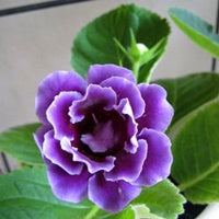 Heirloom Gloxinia Perennial Flower seeds for Planting Colorful Display Heirloom & GMO Free Seeds for Home Garden