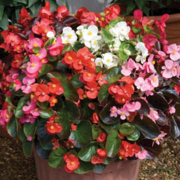 Begonia Semperflorens Flower seeds for Planting Garden Favorite Heirloom & GMO Free Seeds for Home Garden 
 
 Sale