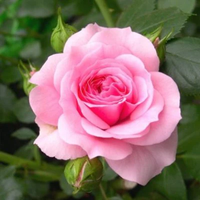 Pale Pink Rose Flower seeds for Planting Drought Tolerant Heirloom & GMO Free Seeds for Home Garden