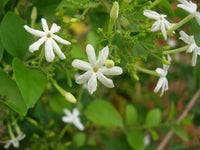 Arabian Jasmine Jasminum sambac Flower Seeds for Planting in Garden