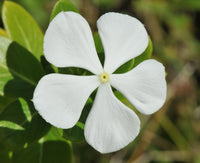 Fragrant Vinca Flower seeds for Planting Low Maintenance Heirloom & GMO Free Seeds for Home Garden