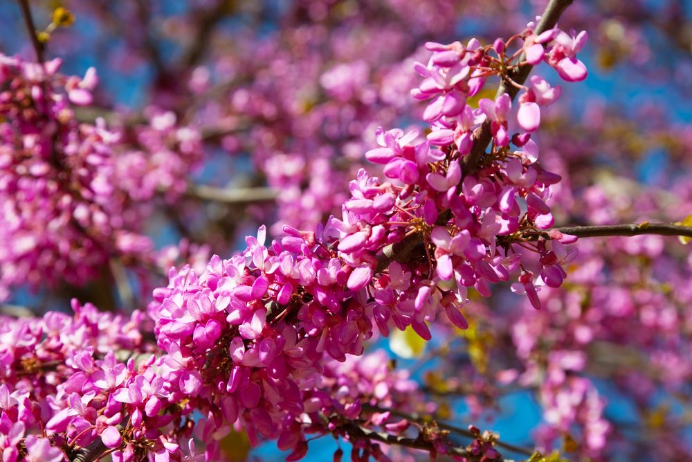 Pink Cercis Siliquastrum Flower seeds for Planting Bright Blooms Heirloom & GMO Free Seeds for Home Garden 
 
 Sale