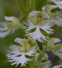 Fringed Orchid Flower seeds for Planting Perfect for Borders Heirloom & GMO Free Seeds for Home Garden
