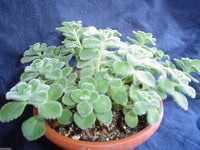 Plectranthus amboinicus thick textured leaves grown from seeds