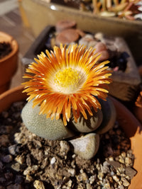 Pleiospilos Flower seeds for Planting Cottage Garden Essential Heirloom & GMO Free Seeds for Home Garden 
 
 Sale