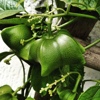 Plukenetia Flower seeds for Planting Colorful Display Heirloom & GMO Free Seeds for Home Garden