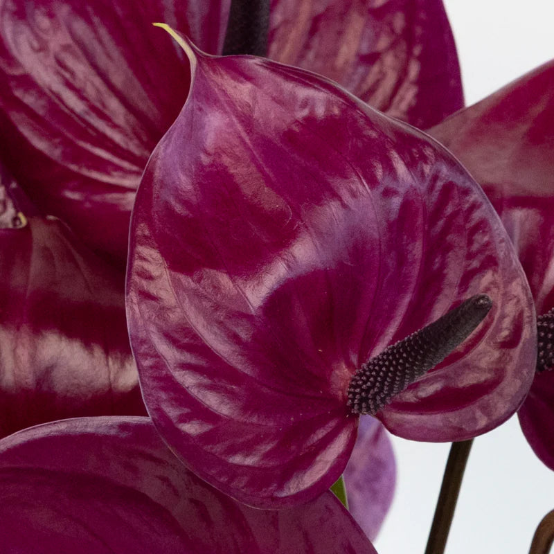 Dark Violet Anthurium Flower Seeds for Planting Wildflower Mix Heirloom & GMO Free Seeds for Home Garden
 
 Sale