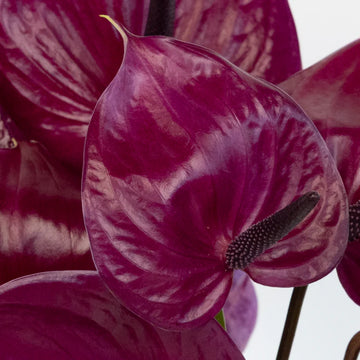 Dark Violet Anthurium Flower Seeds for Planting Wildflower Mix Heirloom & GMO Free Seeds for Home Garden
 
 Sale
