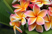 Pink White Frangipani Flower seeds for Planting Shade Tolerant Heirloom & GMO Free Seeds for Home Garden 
 
 Sale