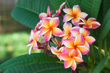 Orange Yellow Plumeria Flower Seeds – Fragrant, Vibrant Blooms for Tropical Gardens