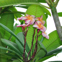 Peach Frangipani Flower Seeds for Planting
