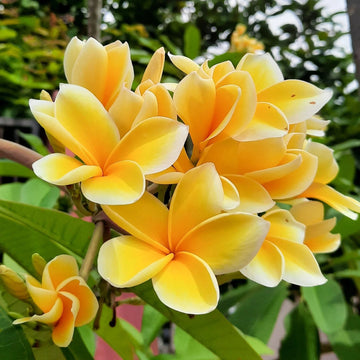 Yellow Frangipani Flower seeds for Planting - Seasonal Bloomer, Heirloom & GMO Free Seeds for Home Garden