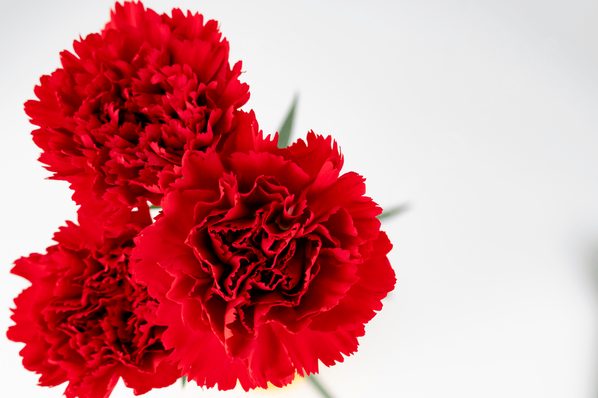 Red Carnation Flower Seeds Hardy Variety Heirloom & GMO Free Seeds for Home Garden
 
 Sale