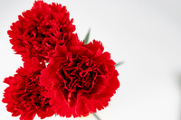 Red Carnation Flower Seeds Hardy Variety Heirloom & GMO Free Seeds for Home Garden
 
 Sale