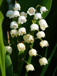 Bell Orchid Flower seeds for Planting Easy to Grow Heirloom & GMO Free Seeds for Home Garden