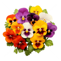 Pansy Viola Flower seeds for Planting Garden Favorite Heirloom & GMO Free Seeds for Home Garden