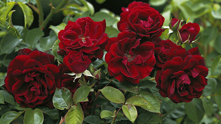 Rugosa Rose Red Flower Seeds for Planting  Vibrant Blooms for Your Garden