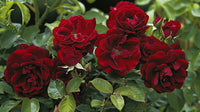 Rugosa Rose Red Flower Seeds for Planting  Vibrant Blooms for Your Garden