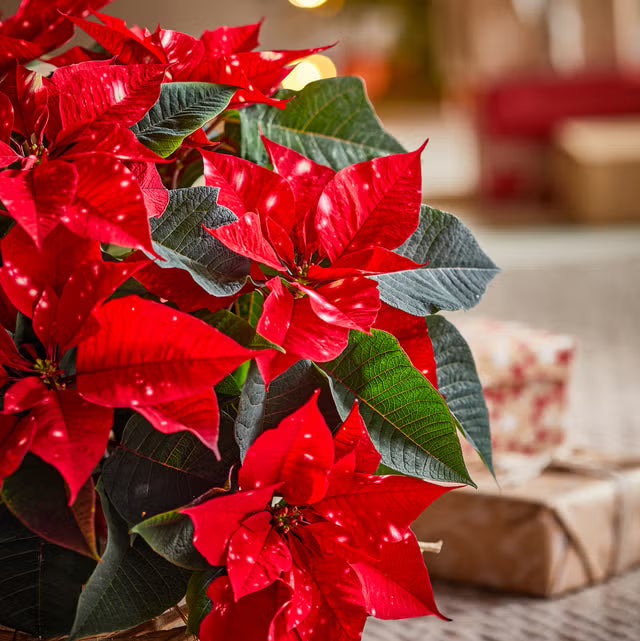 Red Poinsettia Flower Seeds for Planting Hardy Variety Heirloom & GMO Free Seeds for Home Garden
 
 Sale