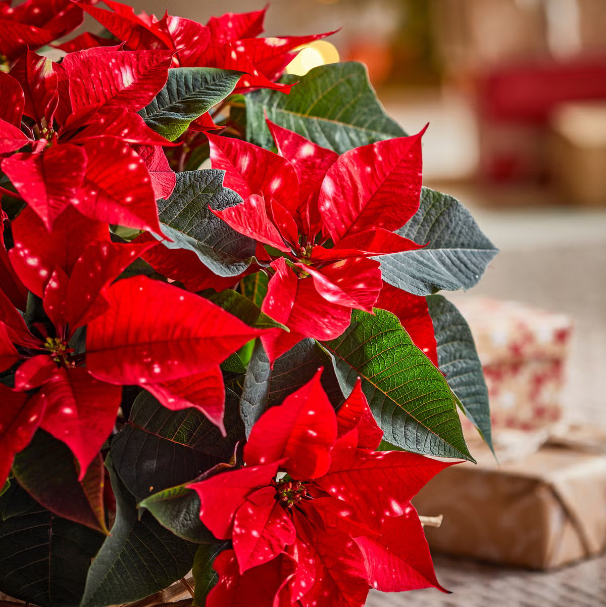 Red Poinsettia Flower seeds for Planting - Fragrant Blossoms, Heirloom & GMO Free Seeds for Home Garden