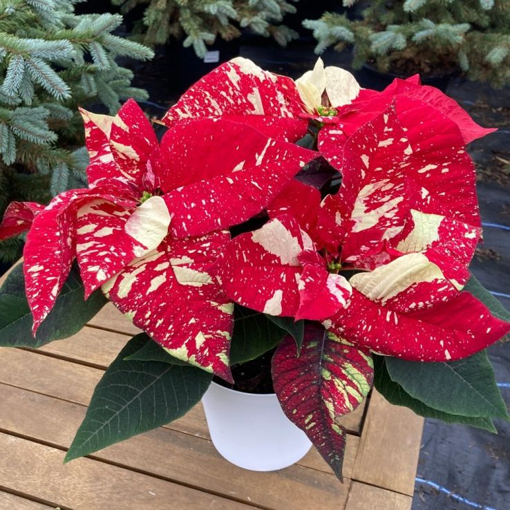 Red White Poinsettia Flower seeds for Planting Low Maintenance Heirloom & GMO Free Seeds for Home Garden 
 
 Sale