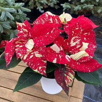 Red White Poinsettia Flower seeds for Planting Low Maintenance Heirloom & GMO Free Seeds for Home Garden 
 
 Sale