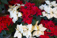 Red White Poinsettia Flower seeds for Planting Low Maintenance Heirloom & GMO Free Seeds for Home Garden 
 
 Sale