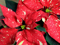 Red White Poinsettia Flower seeds for Planting Low Maintenance Heirloom & GMO Free Seeds for Home Garden 
 
 Sale