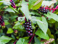 Sarsaparilla Fruit Planting Seeds - Grow Your Own Perennial Climbing Vine
