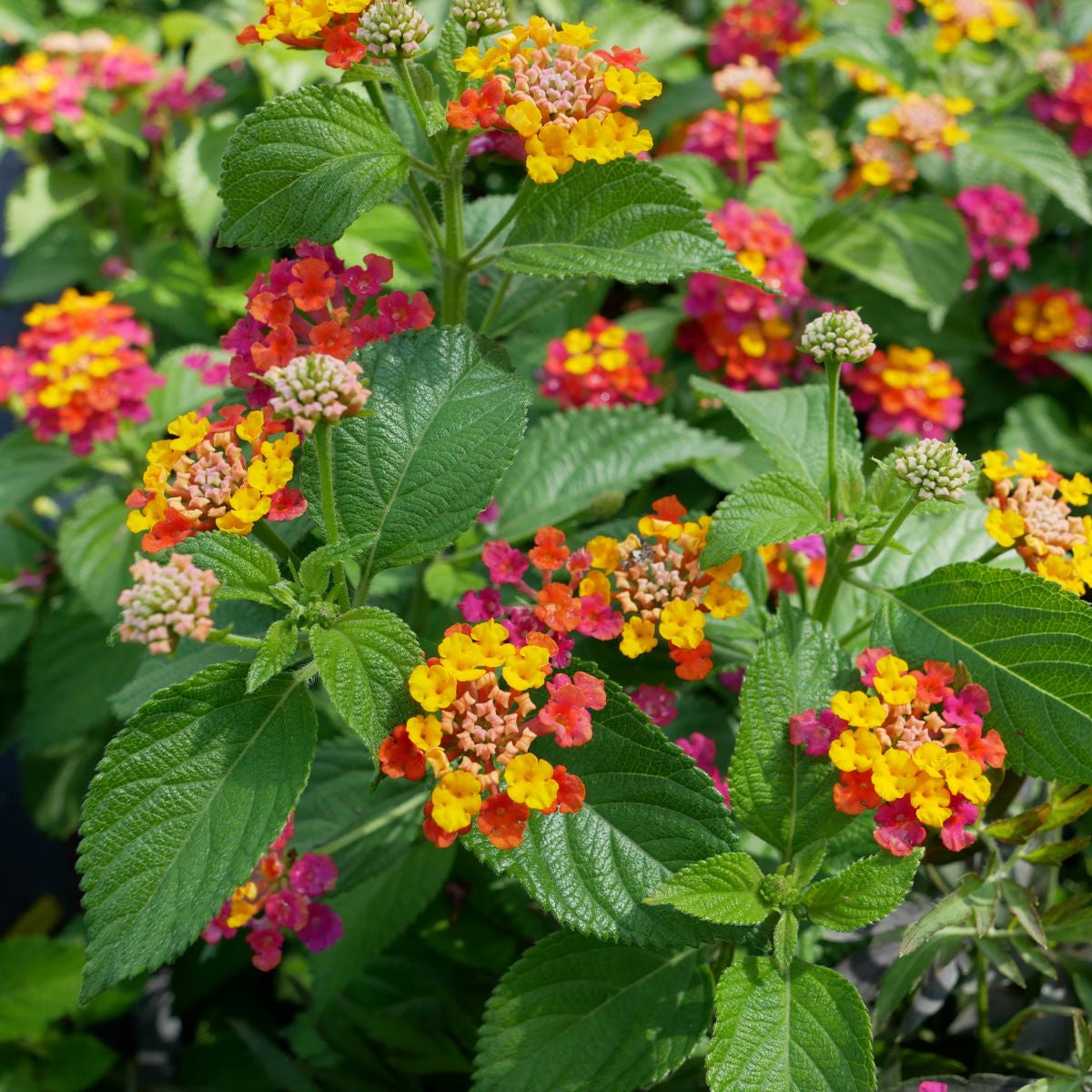 Feston Rose Lantana Flower seeds for Planting Sun Loving Heirloom & GMO Free Seeds for Home Garden