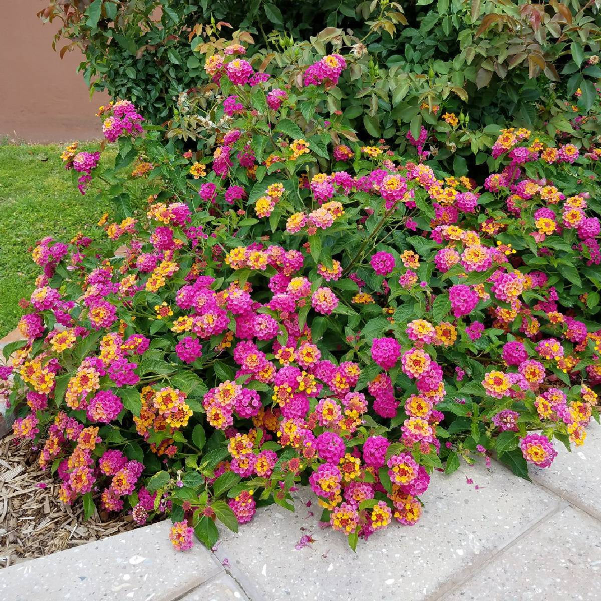 Feston Rose Lantana Flower seeds for Planting Sun Loving Heirloom & GMO Free Seeds for Home Garden