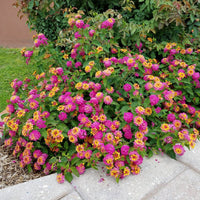 Feston Rose Lantana Flower seeds for Planting Sun Loving Heirloom & GMO Free Seeds for Home Garden