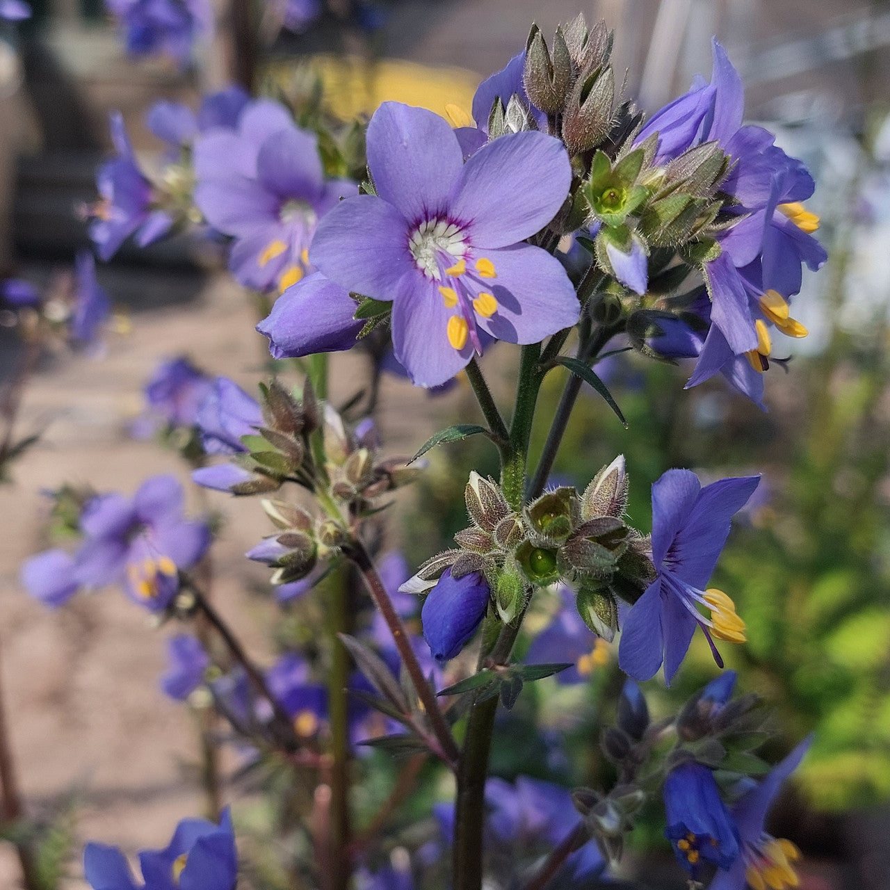 Jacobs Flower seeds for Planting Low Maintenance Heirloom & GMO Free Seeds for Home Garden