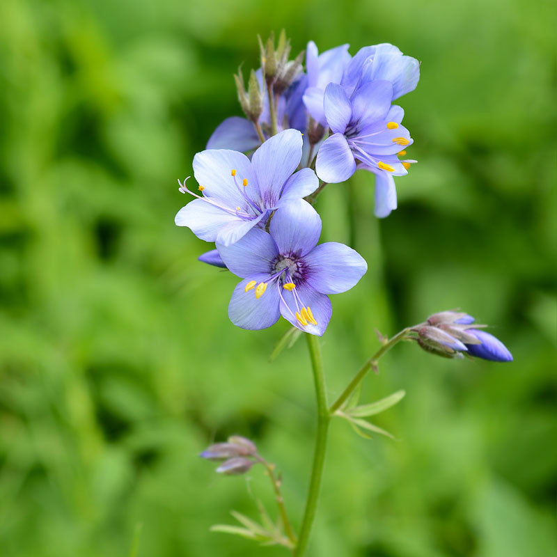 Blue Polemonium Flower seeds for Planting - Sun Loving, Heirloom & GMO Free Seeds for Home Garden
