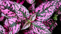 Pink Hypoestes Polka Flower seeds for Planting - Pollinator Friendly, Heirloom & GMO Free Seeds for Home Garden