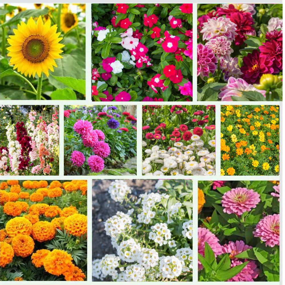 Mixed Four Seasons Flower seeds for Planting Pollinator Friendly Heirloom & GMO Free Seeds for Home Garden 
 
 Sale