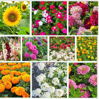 Mixed Four Seasons Flower seeds for Planting Pollinator Friendly Heirloom & GMO Free Seeds for Home Garden 
 
 Sale