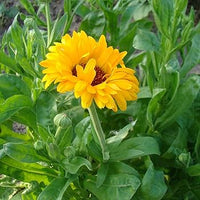 Pollinator herb garden grown from assorted seeds