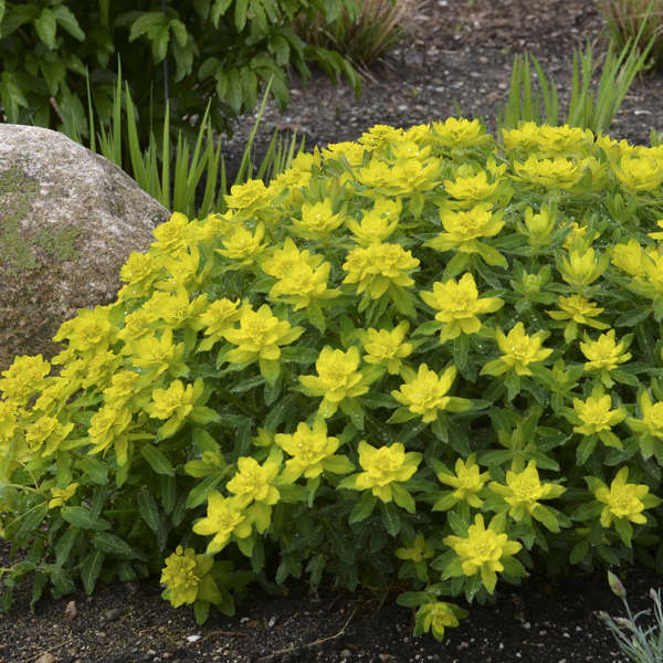Yellow Euphorbia Polychroma Planting Seeds