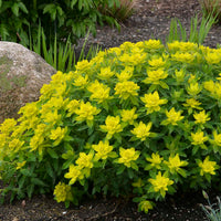 Yellow Euphorbia Polychroma Planting Seeds