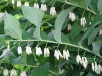 Polygonatum Canaliculatum Flower seeds for Planting Premium Quality Heirloom & GMO Free Seeds for Home Garden 
 
 Sale