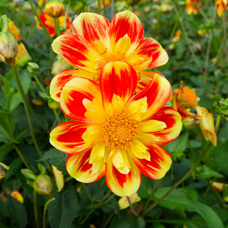 Collarette Dahlia Flower seeds for Planting - Vibrant Colors, Heirloom & GMO Free Seeds for Home Garden