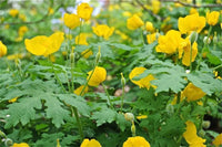 Stylophorum Lasiocarpum Flower seeds for Planting Fragrant Blossoms Heirloom & GMO Free Seeds for Home Garden