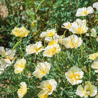 Yellow White Milkmaid Flower seeds for Planting - Fragrant Blossoms, Heirloom & GMO Free Seeds for Home Garden