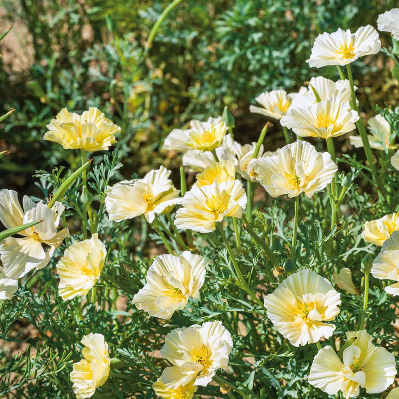 Yellow White Milkmaid Flower seeds for Planting - Fragrant Blossoms, Heirloom & GMO Free Seeds for Home Garden