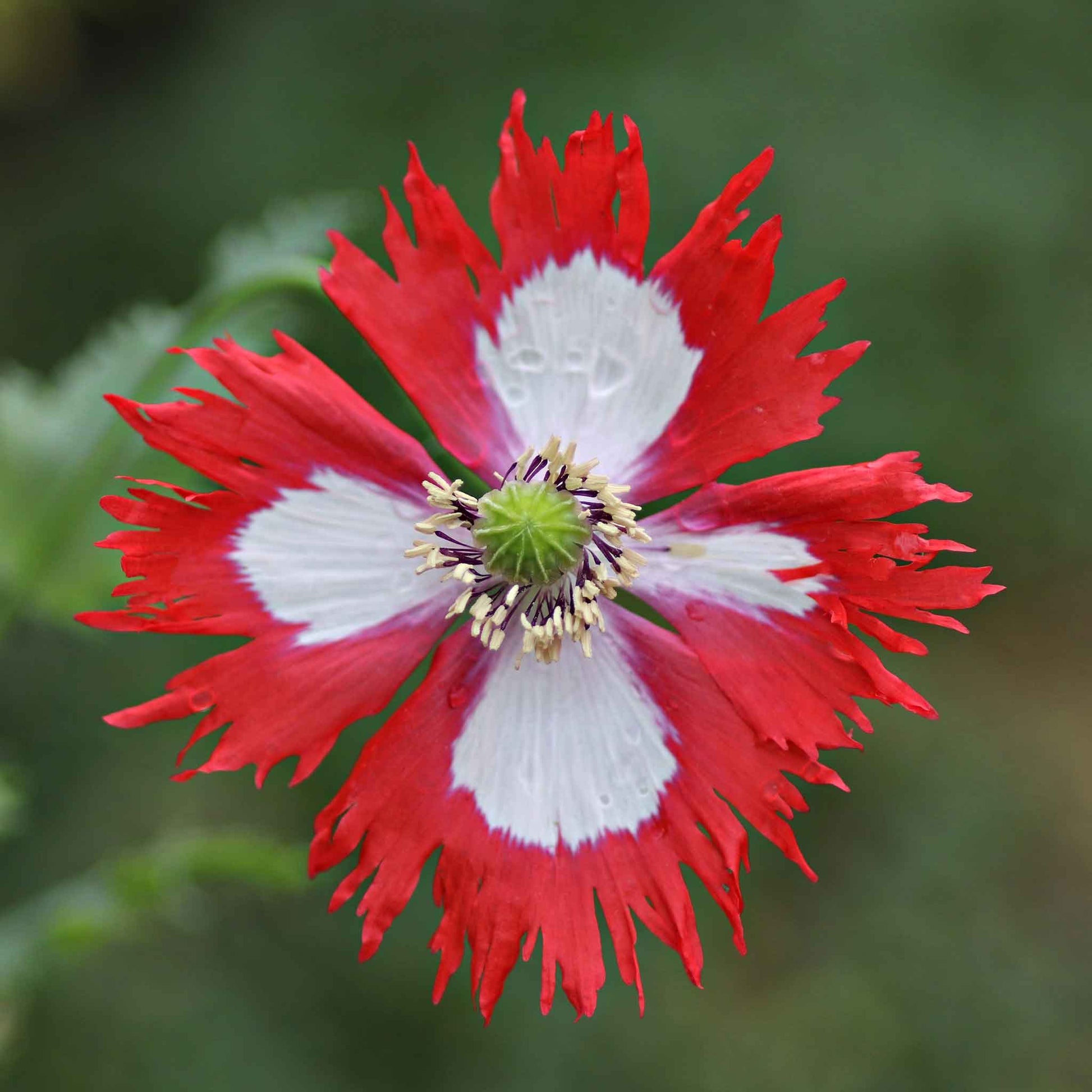 Red Yellow Danish Flag Flower Seeds for Planting  Vibrant Annuals for a Colorful Garden